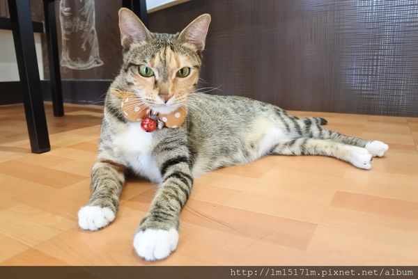 【台中北區】有手作蛋餅、燉飯、熱壓吐司、貓咪。來段悠閒的輕食早午餐時光吧~ (寵物友善餐廳)『双黄Envy Day』