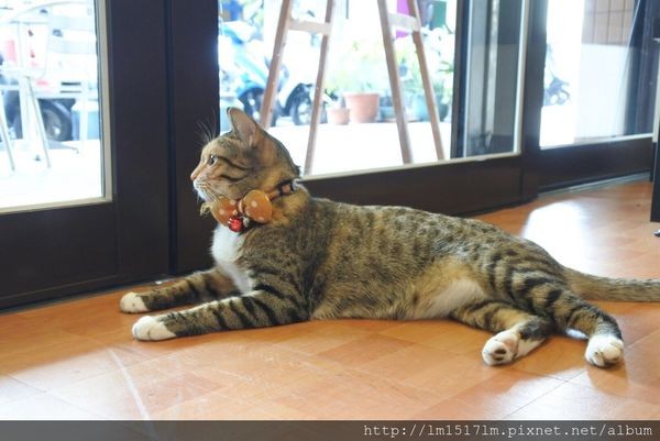 【台中北區】有手作蛋餅、燉飯、熱壓吐司、貓咪。來段悠閒的輕食早午餐時光吧~ (寵物友善餐廳)『双黄Envy Day』