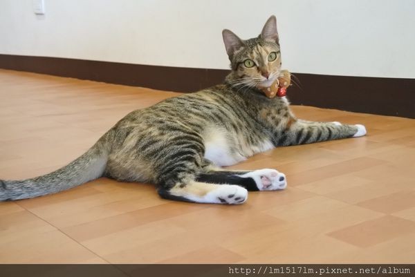 【台中北區】有手作蛋餅、燉飯、熱壓吐司、貓咪。來段悠閒的輕食早午餐時光吧~ (寵物友善餐廳)『双黄Envy Day』