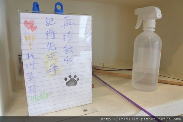 【台中北區】有手作蛋餅、燉飯、熱壓吐司、貓咪。來段悠閒的輕食早午餐時光吧~ (寵物友善餐廳)『双黄Envy Day』