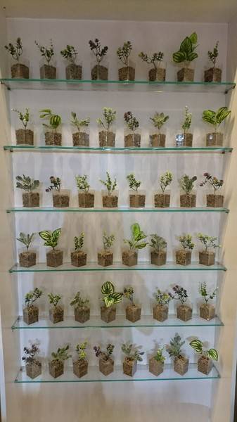 Ootoro Milk 大とろ牛乳(快閃夢時代)：高雄~超夯的Ootoro Milk 大とろ牛乳快閃夢時代了~限定7/1-8/31~用吸的牛奶冰~不含任何添加物~就是要天然優質~