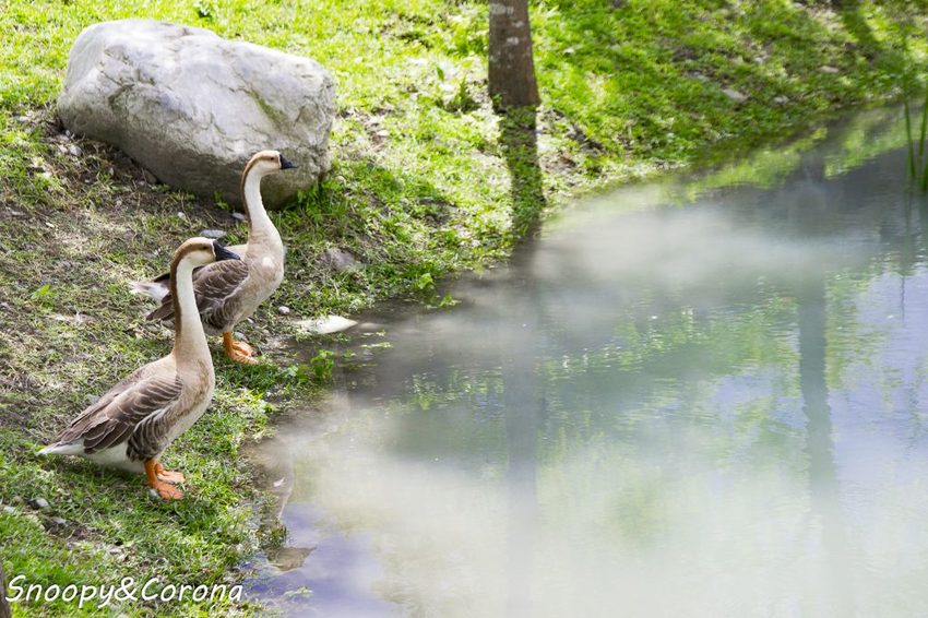 【吃喝．花蓮】壽豐景點／Mr.Sam山姆先生咖啡館～最夢幻的童話屋咖啡館，彷復進入魔戒哈比人居住的夏爾村