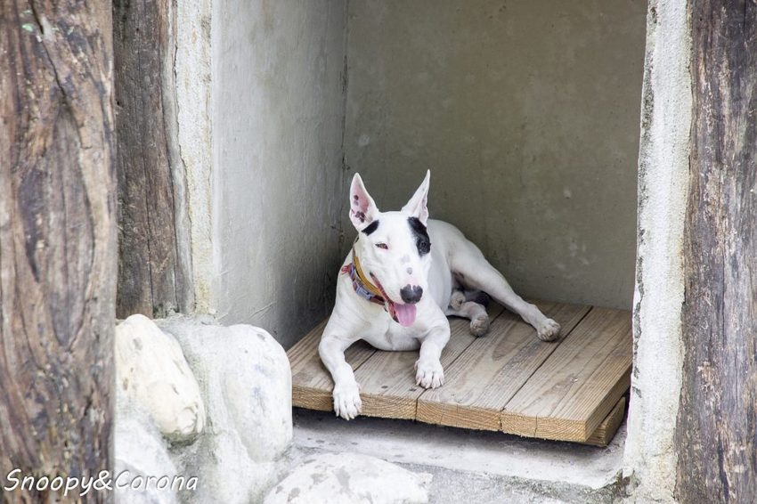 【吃喝．花蓮】壽豐景點／Mr.Sam山姆先生咖啡館～最夢幻的童話屋咖啡館，彷復進入魔戒哈比人居住的夏爾村