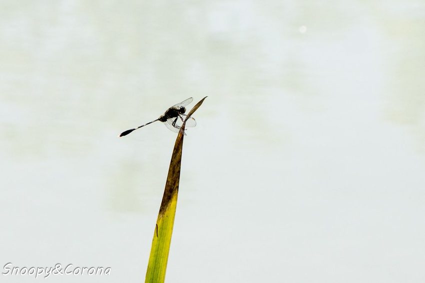 【吃喝．花蓮】壽豐景點／Mr.Sam山姆先生咖啡館～最夢幻的童話屋咖啡館，彷復進入魔戒哈比人居住的夏爾村