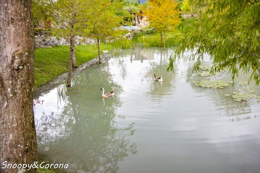 【吃喝．花蓮】壽豐景點／Mr.Sam山姆先生咖啡館～最夢幻的童話屋咖啡館，彷復進入魔戒哈比人居住的夏爾村