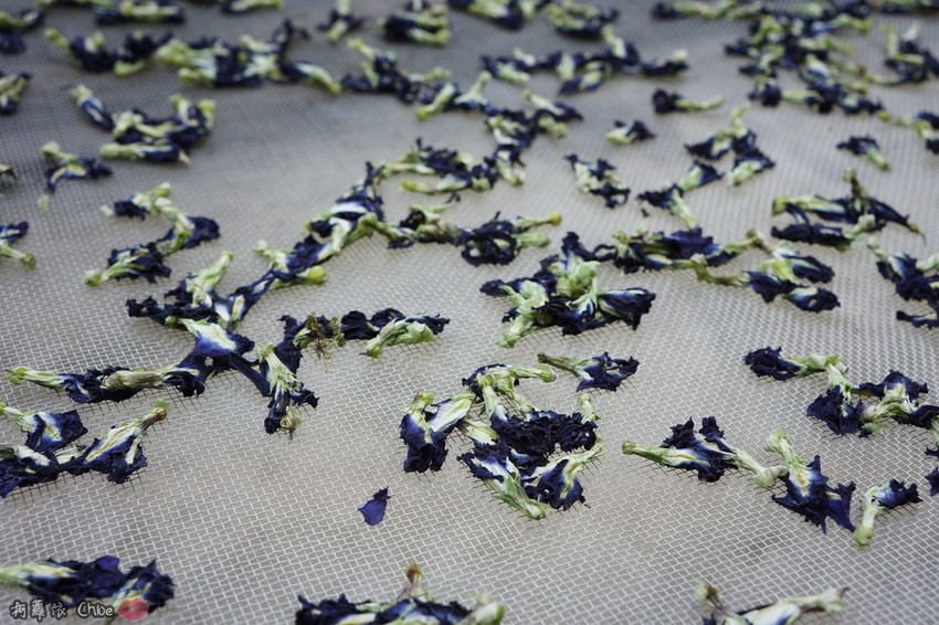 親子旅遊景點 台南一日遊 崎聚農創市集 龍崎IG打卡秘境景點 行程規劃76.JPG