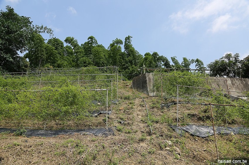 【台南旅遊】崎聚 漫遊龍崎老街x龍崎美食景點x崎聚市集。台南最新打卡私房景點推薦! - 台南好Food遊