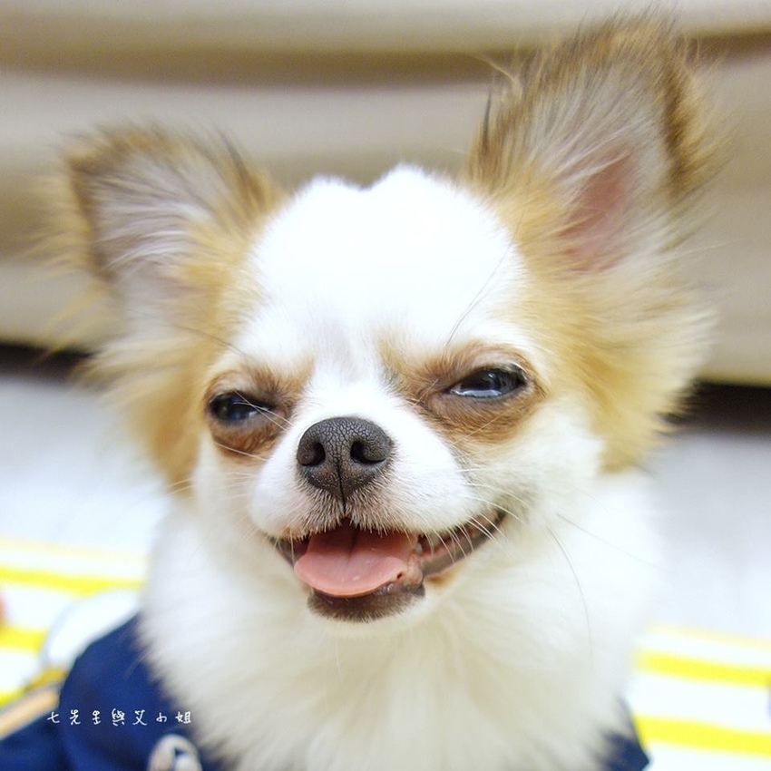 七先生與艾小姐IG