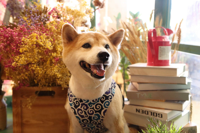 【食。宜蘭】心花開粗茶淡飯小賣所〜新開幕/新亮點IG打卡浪漫花牆與百年古厝！溫馨小店享受美味佳餚與人情味