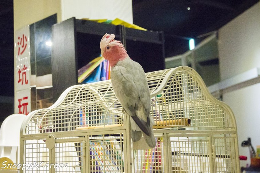 【玩樂．南投】南投集集親水童年／親子戲水餐廳～夏天戲水消暑、冬天還能泡溫泉，再享青石食堂多樣化精美料理