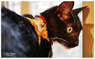 CAFFEFIORE珈琲花-21