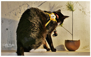 CAFFEFIORE珈琲花-22