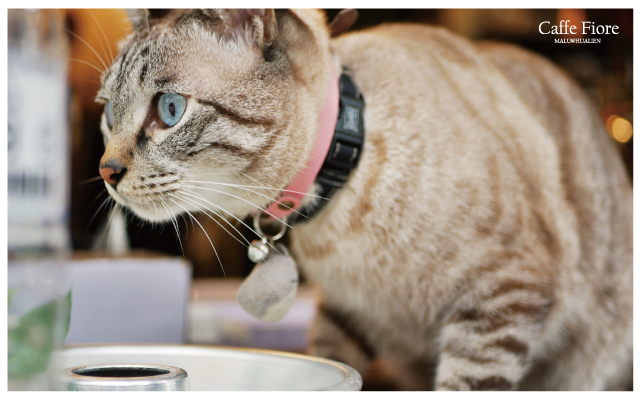 CAFFEFIORE珈琲花-12