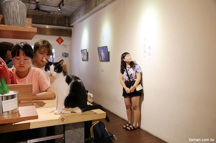 肥貓咖啡~藏身在神農街裡的老宅文青咖啡館!超療癒「貓咪咖啡廳」,貓奴必訪! - 台南好Food遊