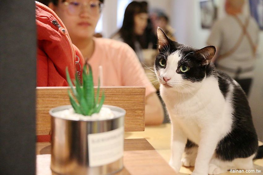 肥貓咖啡~藏身在神農街裡的老宅文青咖啡館!超療癒「貓咪咖啡廳」,貓奴必訪! - 台南好Food遊