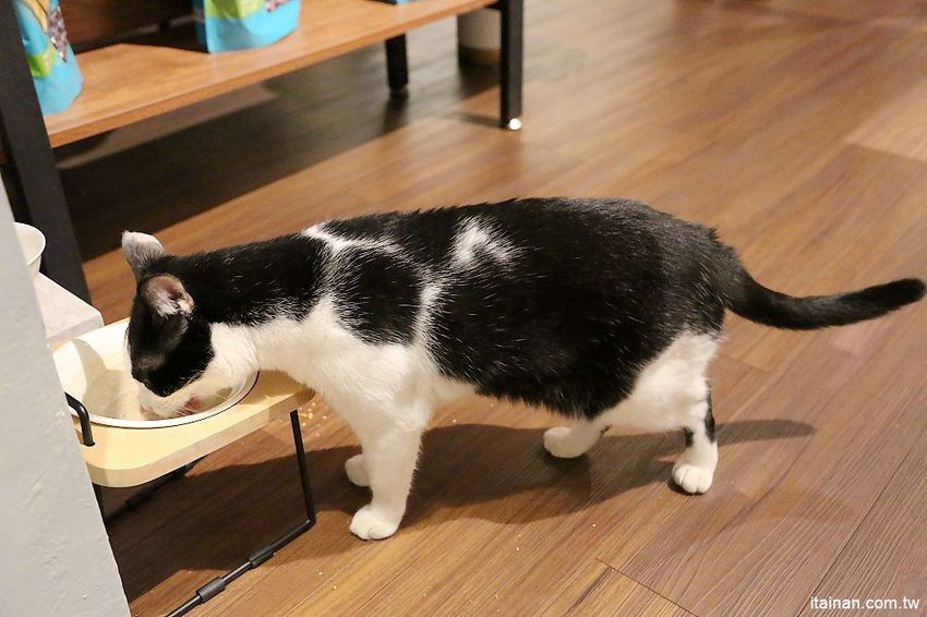 肥貓咖啡~藏身在神農街裡的老宅文青咖啡館!超療癒「貓咪咖啡廳」,貓奴必訪! - 台南好Food遊