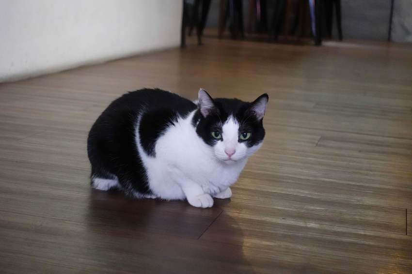 台南咖啡館 神農街肥貓咖啡，內有萌貓坐鎮，以及季節限定少女系甜點，來享受愜意的下午茶時光吧！ - 丁Dingの吃貨日常