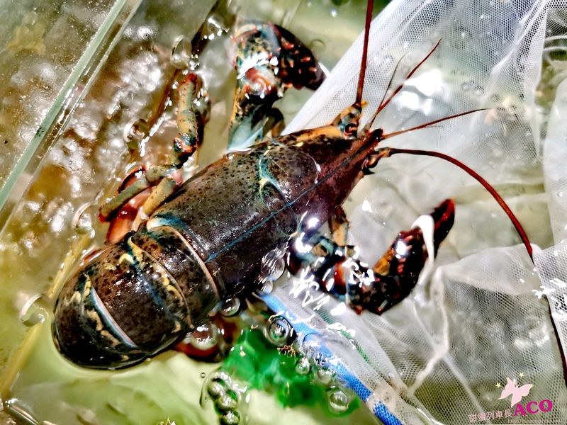 板橋蒸氣火鍋 海鮮火鍋15