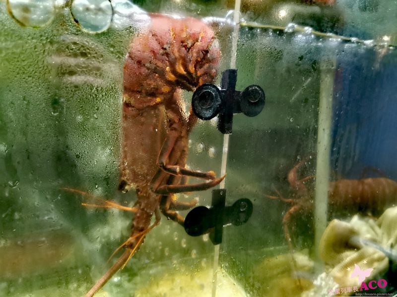 板橋蒸氣火鍋 海鮮火鍋14