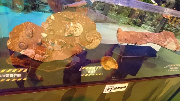 侏儸紀X恐龍樂園(高雄場):高雄駁二~侏儸紀X恐龍樂園~紅色警報!!恐龍真的來了~乘坐恐龍骨頭車前往失落的世界~展期6/30-9/02