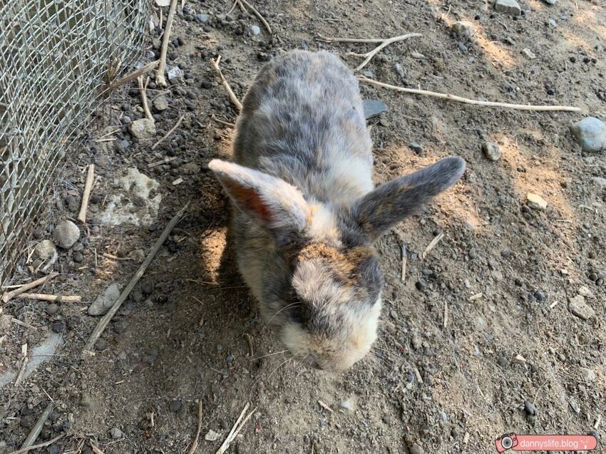 阿信巧克力農場 │屏東景點•寵物友善•喝可可茶餵梅花鹿 - 丹尼的吃喝玩樂