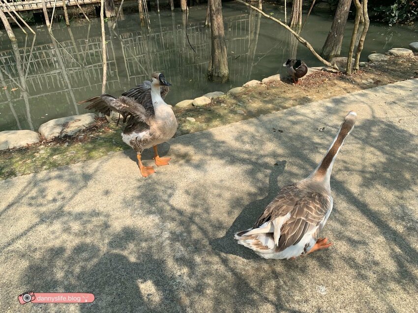 阿信巧克力農場 │屏東景點•寵物友善•喝可可茶餵梅花鹿 - 丹尼的吃喝玩樂