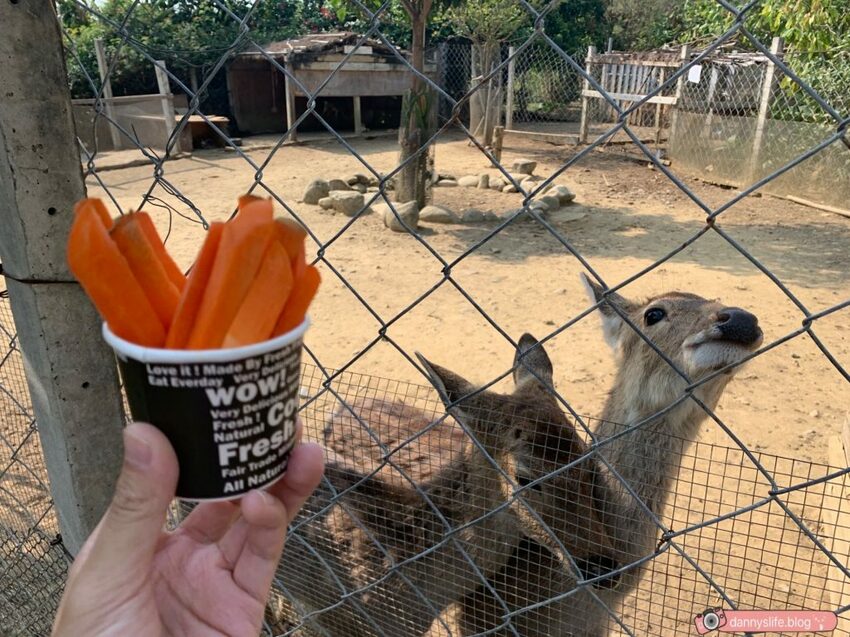 阿信巧克力農場 │屏東景點•寵物友善•喝可可茶餵梅花鹿 - 丹尼的吃喝玩樂