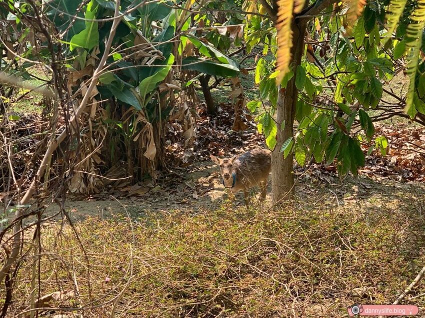 阿信巧克力農場 │屏東景點•寵物友善•喝可可茶餵梅花鹿 - 丹尼的吃喝玩樂