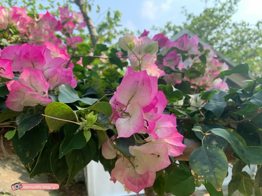 阿信巧克力農場 │屏東景點•寵物友善•喝可可茶餵梅花鹿 - 丹尼的吃喝玩樂