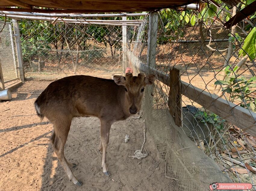 阿信巧克力農場 │屏東景點•寵物友善•喝可可茶餵梅花鹿 - 丹尼的吃喝玩樂
