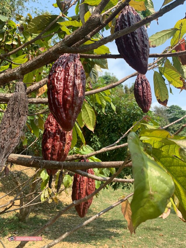 阿信巧克力農場 │屏東景點•寵物友善•喝可可茶餵梅花鹿 - 丹尼的吃喝玩樂