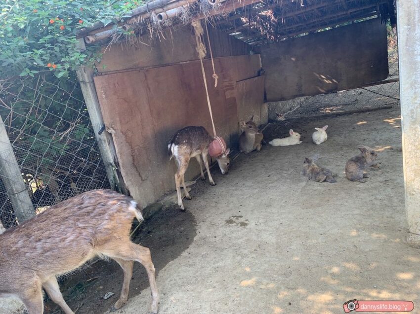 阿信巧克力農場 │屏東景點•寵物友善•喝可可茶餵梅花鹿 - 丹尼的吃喝玩樂