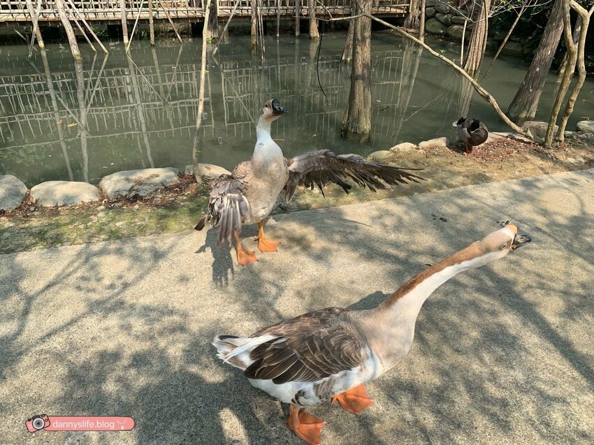 阿信巧克力農場 │屏東景點•寵物友善•喝可可茶餵梅花鹿 - 丹尼的吃喝玩樂