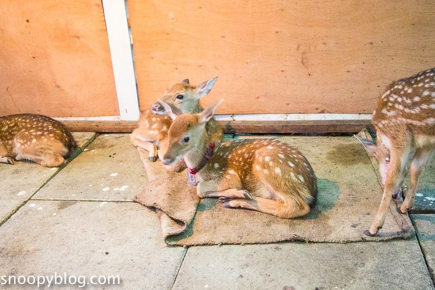 【屏東景點】墾丁親子景點|阿信巧克力農場~巧克力生態DIY、夜探梅花鹿,餵小鹿喝奶,好玩有趣的親子生態體驗