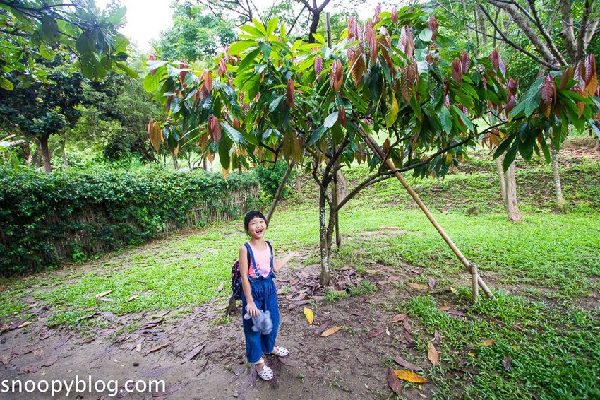 【屏東景點】墾丁親子景點|阿信巧克力農場~巧克力生態DIY、夜探梅花鹿,餵小鹿喝奶,好玩有趣的親子生態體驗