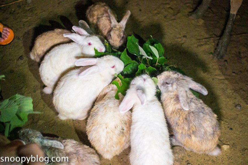 【屏東景點】墾丁親子景點|阿信巧克力農場~巧克力生態DIY、夜探梅花鹿,餵小鹿喝奶,好玩有趣的親子生態體驗