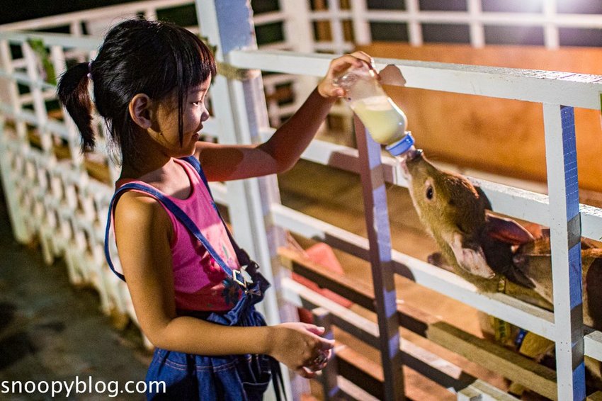 【屏東景點】墾丁親子景點|阿信巧克力農場~巧克力生態DIY、夜探梅花鹿,餵小鹿喝奶,好玩有趣的親子生態體驗