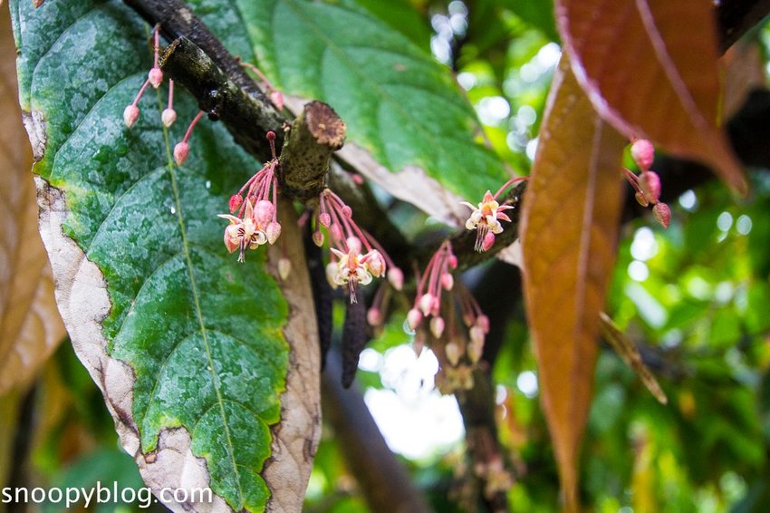 【屏東景點】墾丁親子景點|阿信巧克力農場~巧克力生態DIY、夜探梅花鹿,餵小鹿喝奶,好玩有趣的親子生態體驗