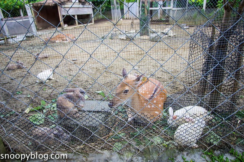 【屏東景點】墾丁親子景點|阿信巧克力農場~巧克力生態DIY、夜探梅花鹿,餵小鹿喝奶,好玩有趣的親子生態體驗