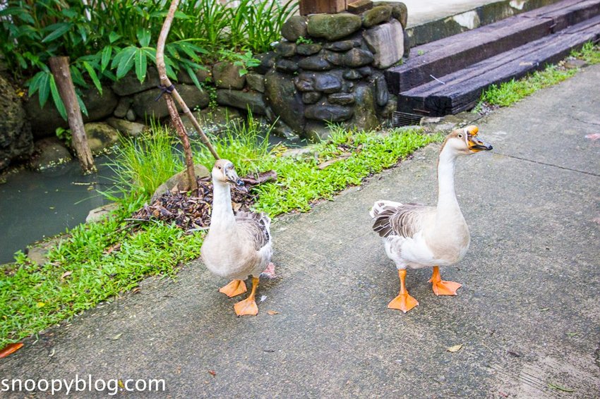 【屏東景點】墾丁親子景點|阿信巧克力農場~巧克力生態DIY、夜探梅花鹿,餵小鹿喝奶,好玩有趣的親子生態體驗
