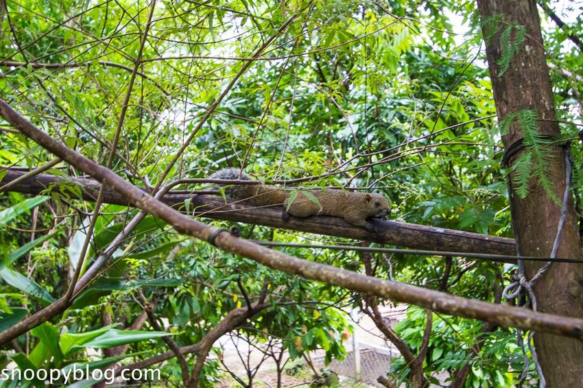 【屏東景點】墾丁親子景點|阿信巧克力農場~巧克力生態DIY、夜探梅花鹿,餵小鹿喝奶,好玩有趣的親子生態體驗