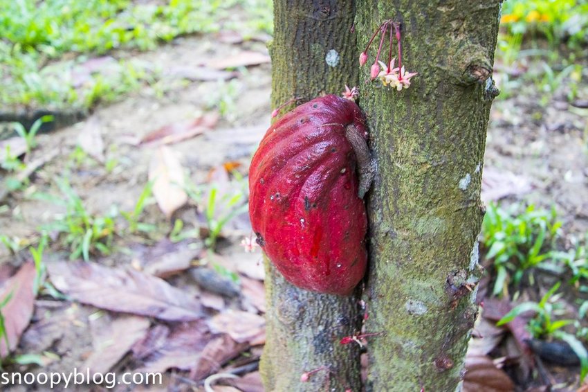 【屏東景點】墾丁親子景點|阿信巧克力農場~巧克力生態DIY、夜探梅花鹿,餵小鹿喝奶,好玩有趣的親子生態體驗