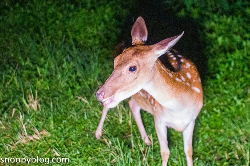 【屏東景點】墾丁親子景點|阿信巧克力農場~巧克力生態DIY、夜探梅花鹿,餵小鹿喝奶,好玩有趣的親子生態體驗