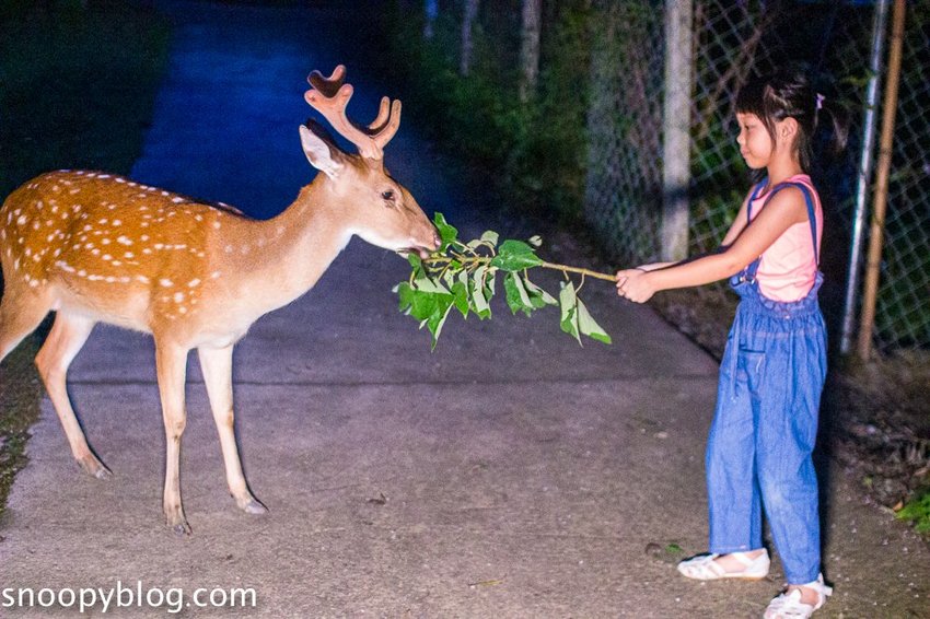 【屏東景點】墾丁親子景點|阿信巧克力農場~巧克力生態DIY、夜探梅花鹿,餵小鹿喝奶,好玩有趣的親子生態體驗