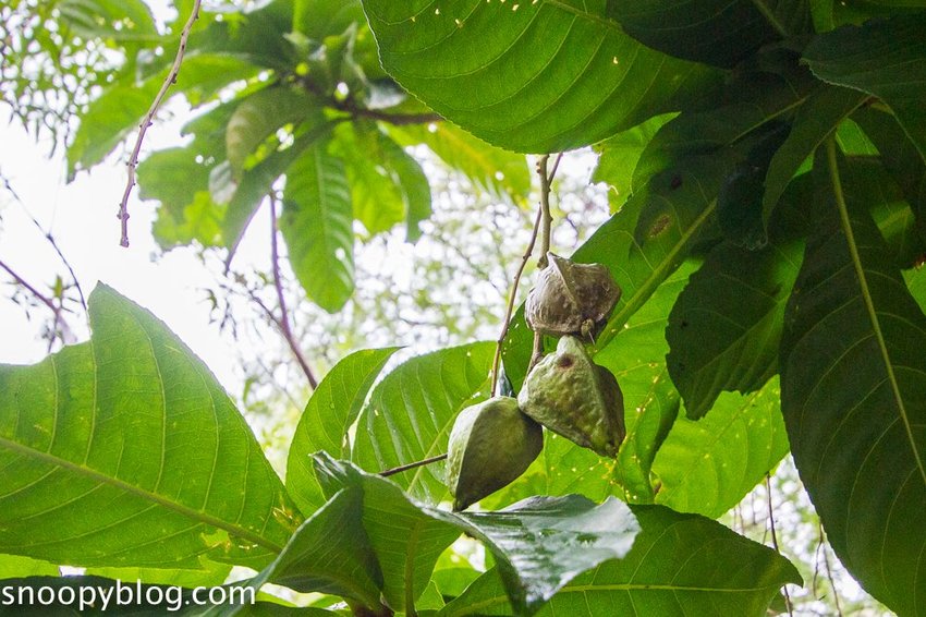 【屏東景點】墾丁親子景點|阿信巧克力農場~巧克力生態DIY、夜探梅花鹿,餵小鹿喝奶,好玩有趣的親子生態體驗