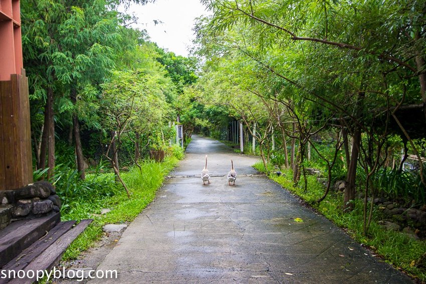 【屏東景點】墾丁親子景點|阿信巧克力農場~巧克力生態DIY、夜探梅花鹿,餵小鹿喝奶,好玩有趣的親子生態體驗