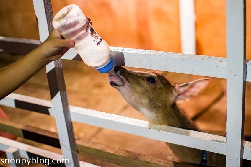 【屏東景點】墾丁親子景點|阿信巧克力農場~巧克力生態DIY、夜探梅花鹿,餵小鹿喝奶,好玩有趣的親子生態體驗