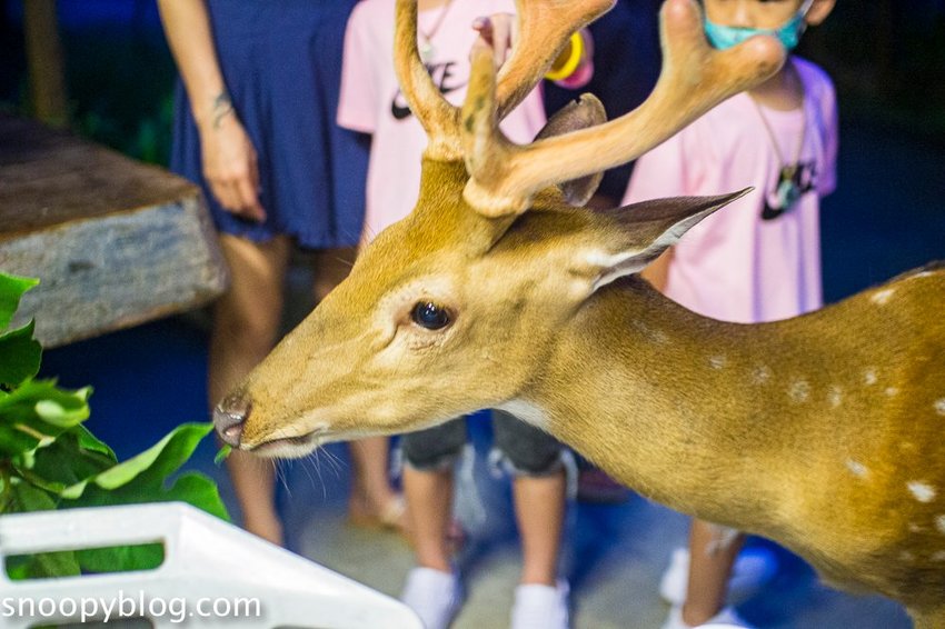 【屏東景點】墾丁親子景點|阿信巧克力農場~巧克力生態DIY、夜探梅花鹿,餵小鹿喝奶,好玩有趣的親子生態體驗