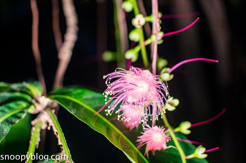 【屏東景點】墾丁親子景點|阿信巧克力農場~巧克力生態DIY、夜探梅花鹿,餵小鹿喝奶,好玩有趣的親子生態體驗