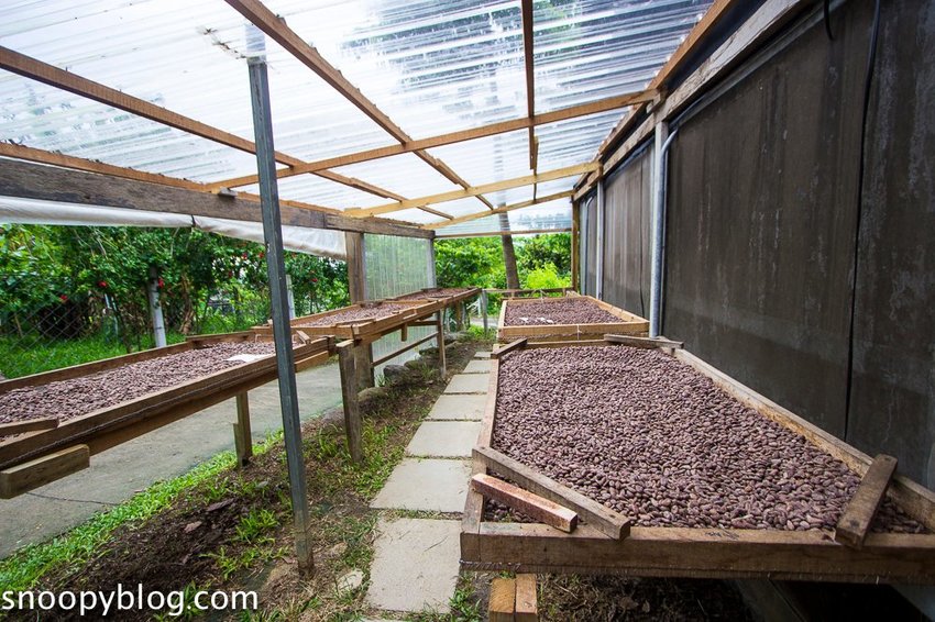 【屏東景點】墾丁親子景點|阿信巧克力農場~巧克力生態DIY、夜探梅花鹿,餵小鹿喝奶,好玩有趣的親子生態體驗